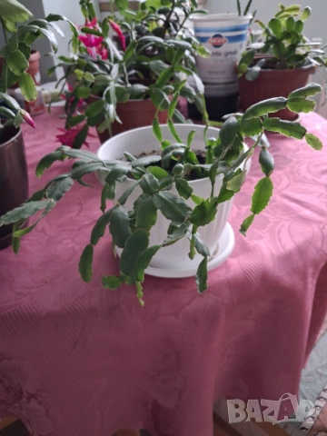  Коледниче - три саксии, снимка 10 - Стайни растения - 53212399