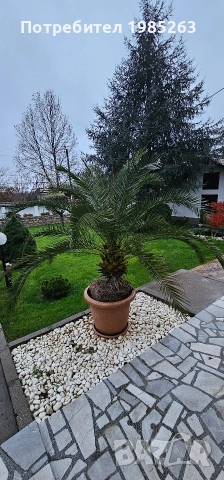 канарска финикова палма