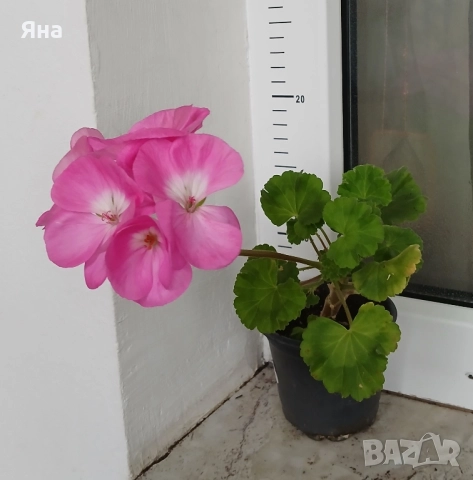 Едроцветно мушкато-актуални снимки, снимка 1