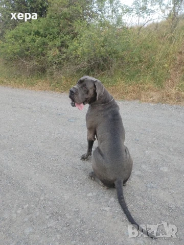 Немски дог(не се продава), снимка 3 - Търси партньор - 51092677