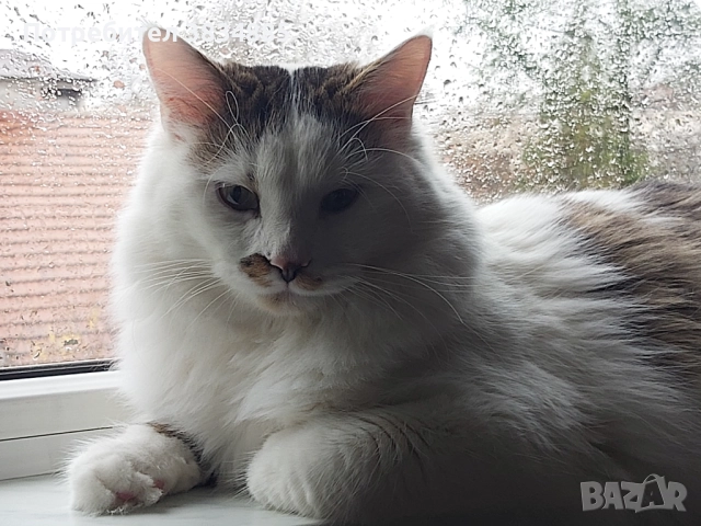 Сибирски котарак , снимка 3 - Сибирски - 46395945