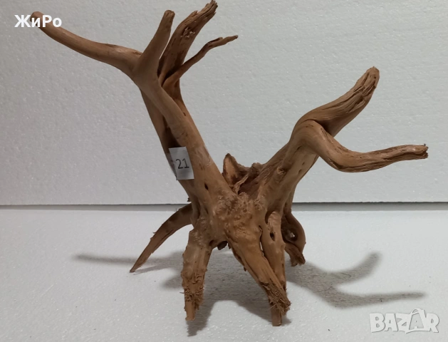 Корен от Азалия /декорация/ 21, снимка 2 - Други - 53396775