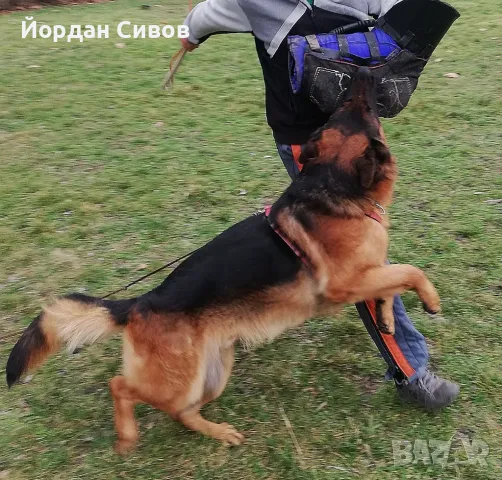 Мъжка немска овчарка с родословие за разплод, снимка 6 - Немска овчарка - 46032827