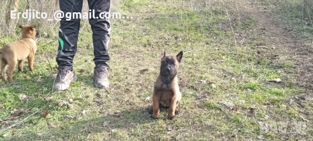 Белгийска овчарка Малиноа, снимка 3 - Белгийска овчарка - 52793479