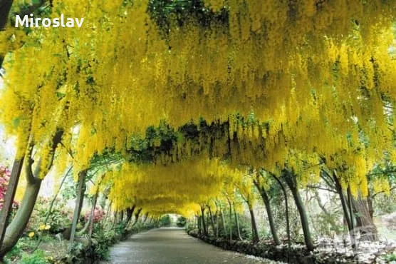 Златен дъжд (Laburnum anagyroides), снимка 7 - Градински цветя и растения - 50253808