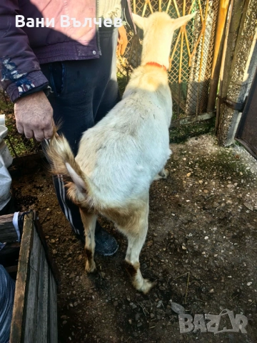 Продавам  коза за клане, снимка 3 - Кози - 51008302