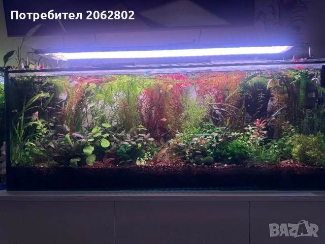 Аквариумни растения , корени .Пакети от много видове.