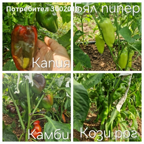 семена стари сортове , снимка 10 - Сортови семена и луковици - 51660347