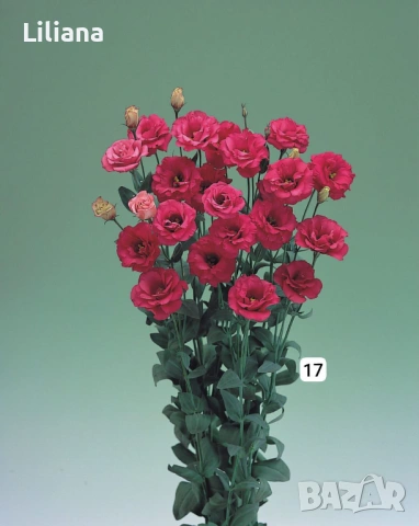 Семена (проф) Лизиантус ( Еустома)