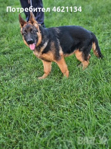 Малка мъжка немска, снимка 5 - Други животни - 52432567