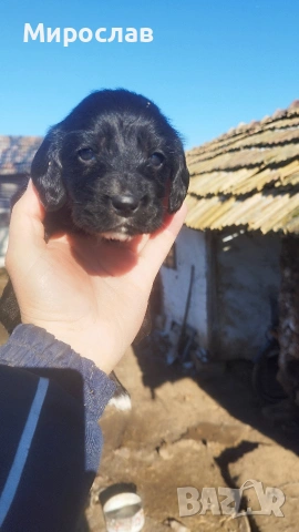 Малки кокерчета, снимка 5 - Кокер шпаньол - 52961271