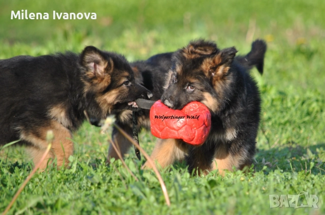 Мъжки немски овчарки с ДЪЛЪГ косъм , снимка 4 - Немска овчарка - 52844724