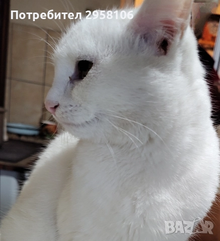 коте, снежно бяло момче, 8 мес.