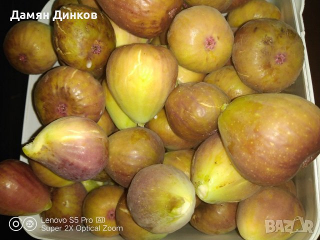 ПРОМОЦИЯ!! Страхотни едри и дребни смокини, снимка 2 - Домашни продукти - 37945680