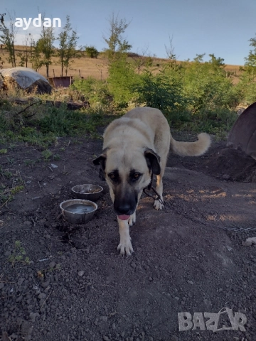 женска на 2 години, снимка 2 - Кангал - 51740025