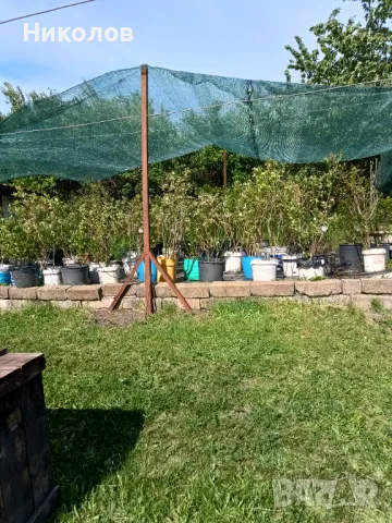 Американска боровинка , снимка 4 - Градински цветя и растения - 50310847