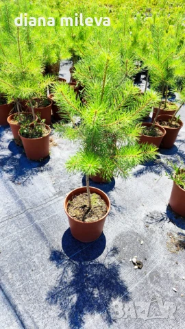 Бял бор, Pinus sylvestris, снимка 6 - Градински цветя и растения - 43936306