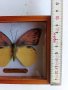 Пеперуда в кутия - сувенир, снимка 8