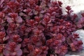 Червен седум Пурпурна Зима, Sedum spirium " Purpur Winter ", снимка 2