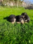 Малки Немски Овчарки, снимка 10