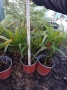 Палми Trachycarpus (трахикарпус), снимка 3
