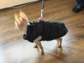 НОВ топъл черен зимен елек за куче от Италия S, M и L размер, снимка 5