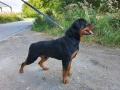 Ротвайлер за разплод, снимка 2