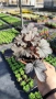 Хойхера „Сребърна боровинка“, Heuchera Silverberry, студоустойчива, за сянка, снимка 3