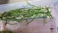 лесни за отглеждане аквариумни растения , снимка 5