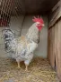 продавам домашно гледани кокошки петли пилета , снимка 6