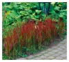 Императа Червен Барон, Imperata 'Red Baron', Декоративна трева, снимка 4