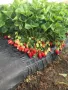 Продавам елитен разсад ягоди и малини , снимка 2