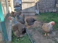 Катунски кокошки, снимка 3