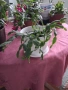  Коледниче - три саксии, снимка 10