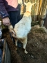 Продавам  коза за клане, снимка 3