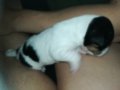 ПРОДАВАМ jack russell terrier 2305210838, снимка 9