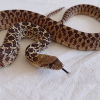 Продавам Бул Снейк, Bull snake, , снимка 2 - Змии - 43442360