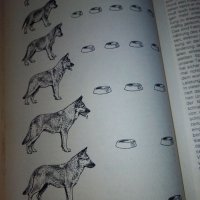 "Енциклопедия на кучето"-Германия, снимка 11 - Специализирана литература - 33458448