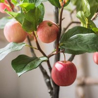 Продавам декорация ябълково дърво в саксия H 100 cm, снимка 3 - Декорация за дома - 29068590