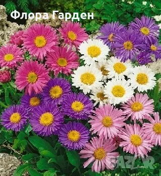 СЕМЕНА - Цветя двугодишни и многогодишни, снимка 1