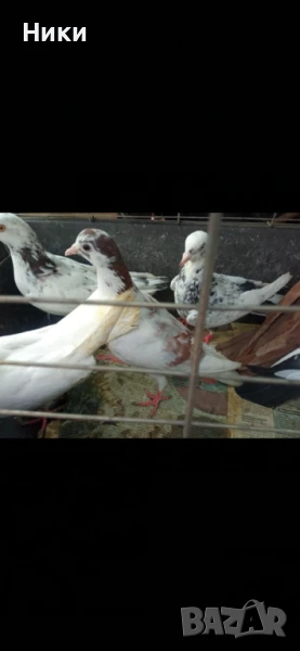 Пазарджишки летачи, снимка 1