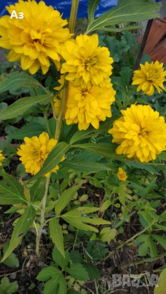 Продавам цветя Златна топка (разсад) и семена (от 2025 г.), снимка 1