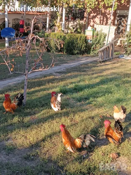 Декоративни петлета Шабо, снимка 1