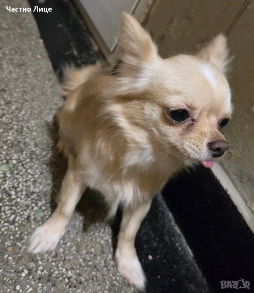 Женско чистокръвно чихуахуа, снимка 1