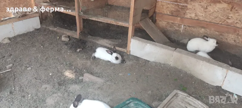 зайци порода калифорнийци на  5 месеца ., снимка 1