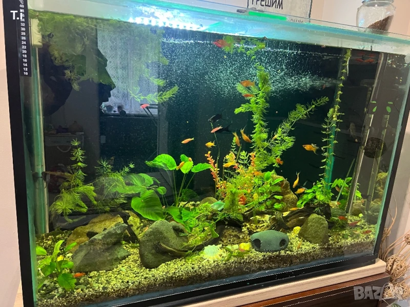 Аквариум, снимка 1