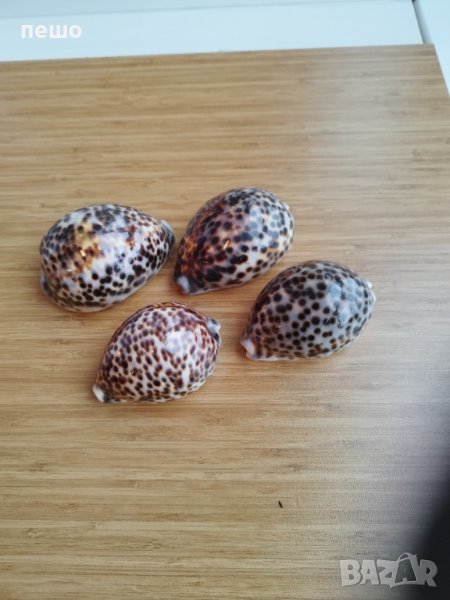 раковини екзотични , снимка 1