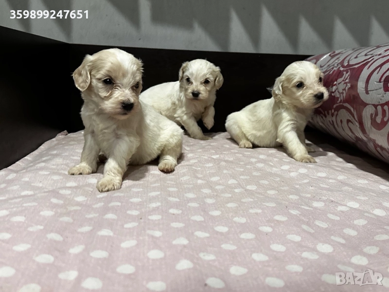 Кокер шпаньол, снимка 1