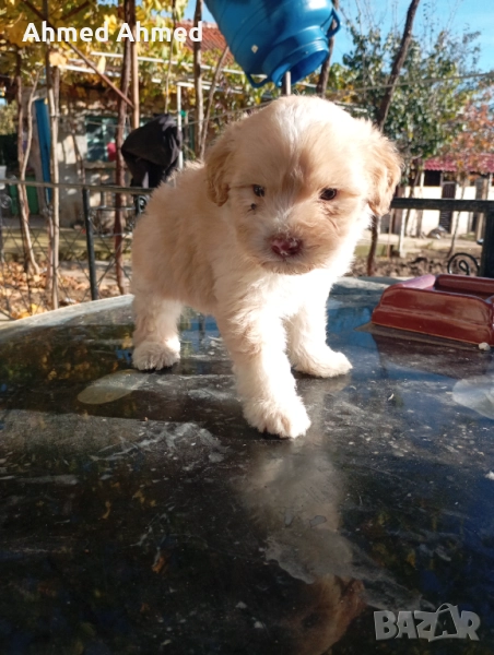 Логото кокер, снимка 1