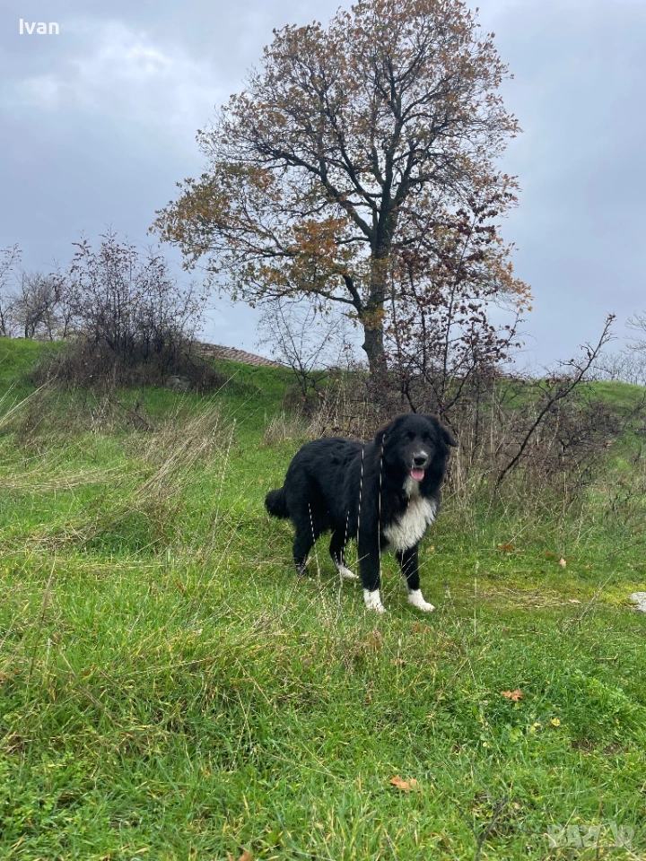 Женска каракачанка, снимка 1